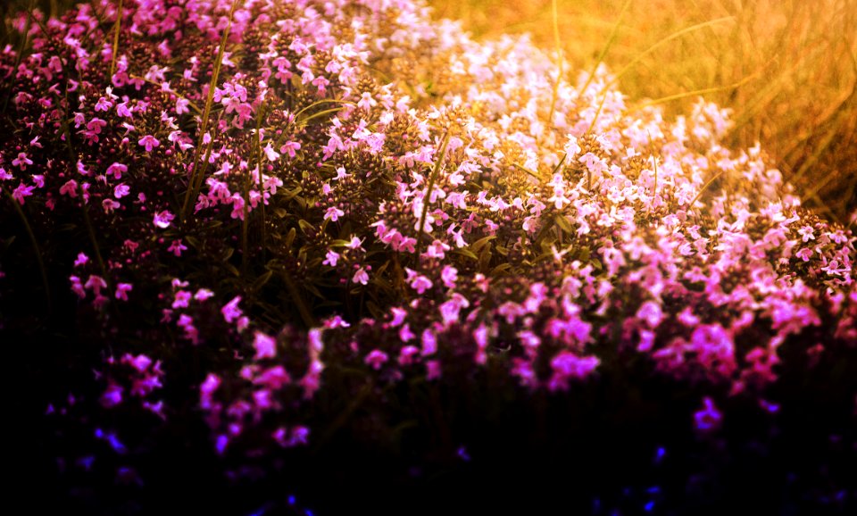 Spring, Flower, Nature