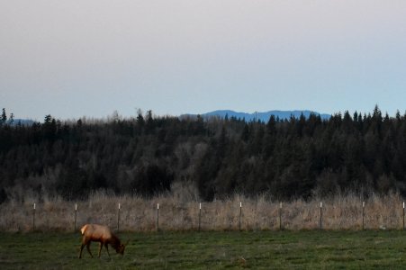 Enumclaw, United states, Forest