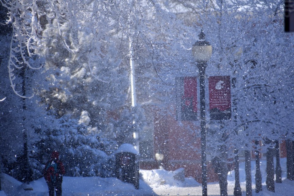 Washington state university, Pullman, United states