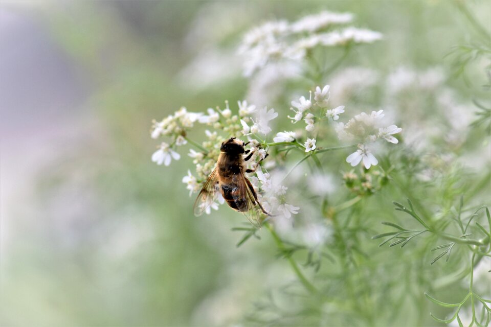 Bee animal mediterranean