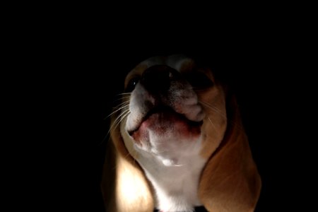 Barking, Morning sun, Beagle