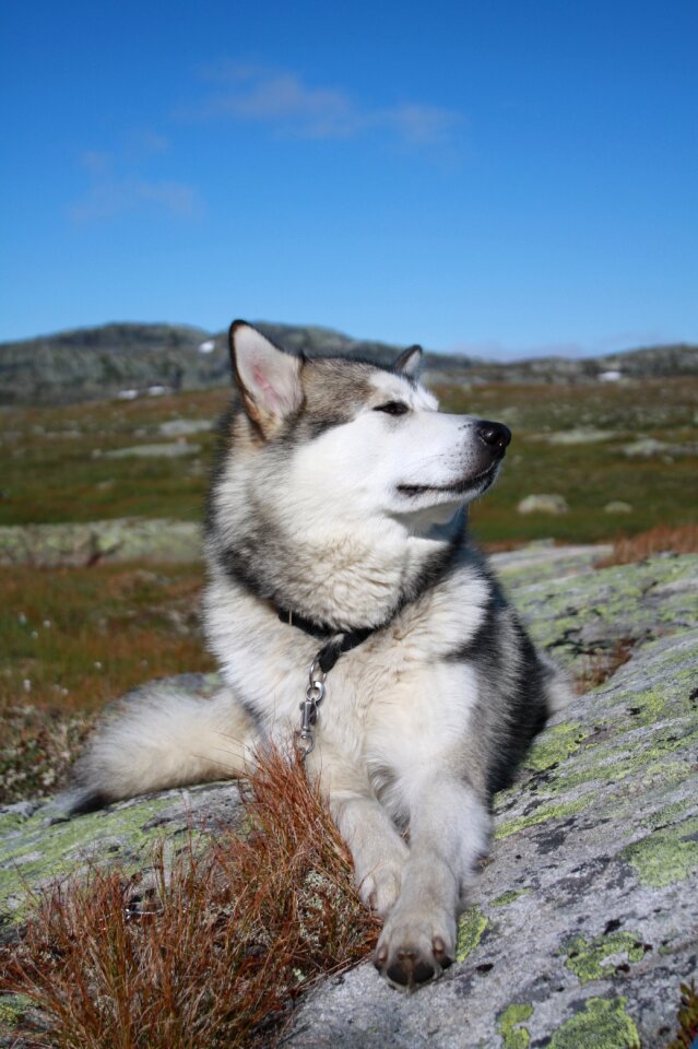 Tour sun sled dog