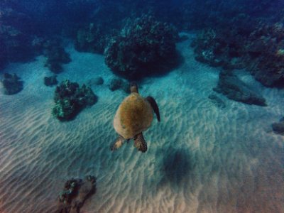 Wailea, Waileamakena, United states
