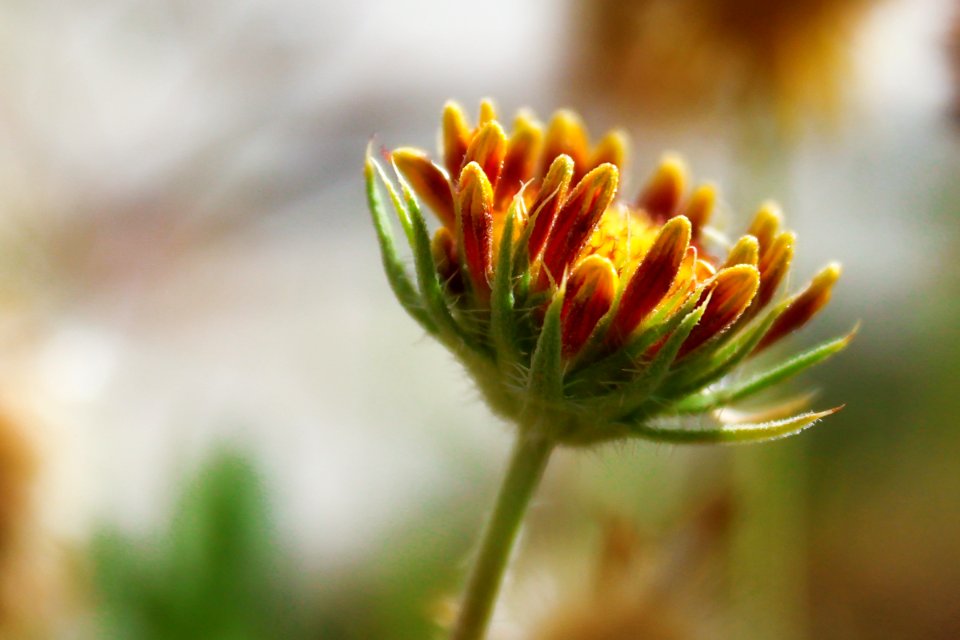 Closeup, California, United states