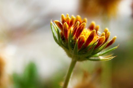 Closeup, California, United states