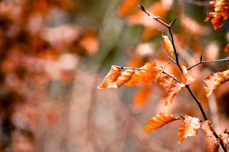 Karlstad, Sweden, Leaf