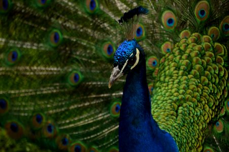shallow focus photography of blue and green peacock photo