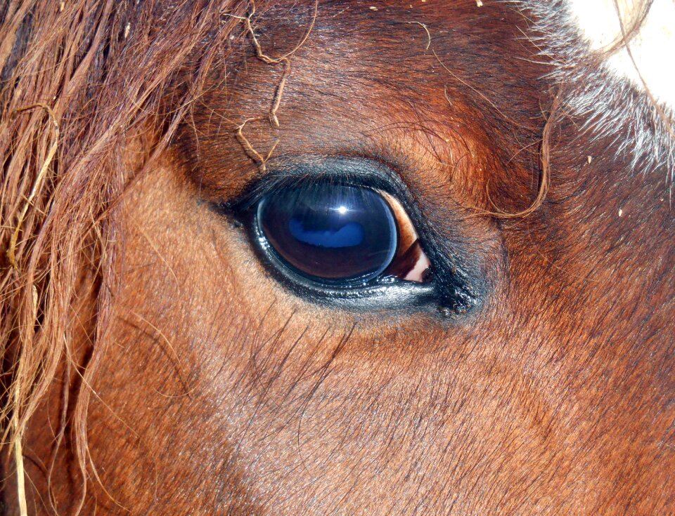 œil eyelashes look
