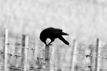 black bird perching on white wooden post