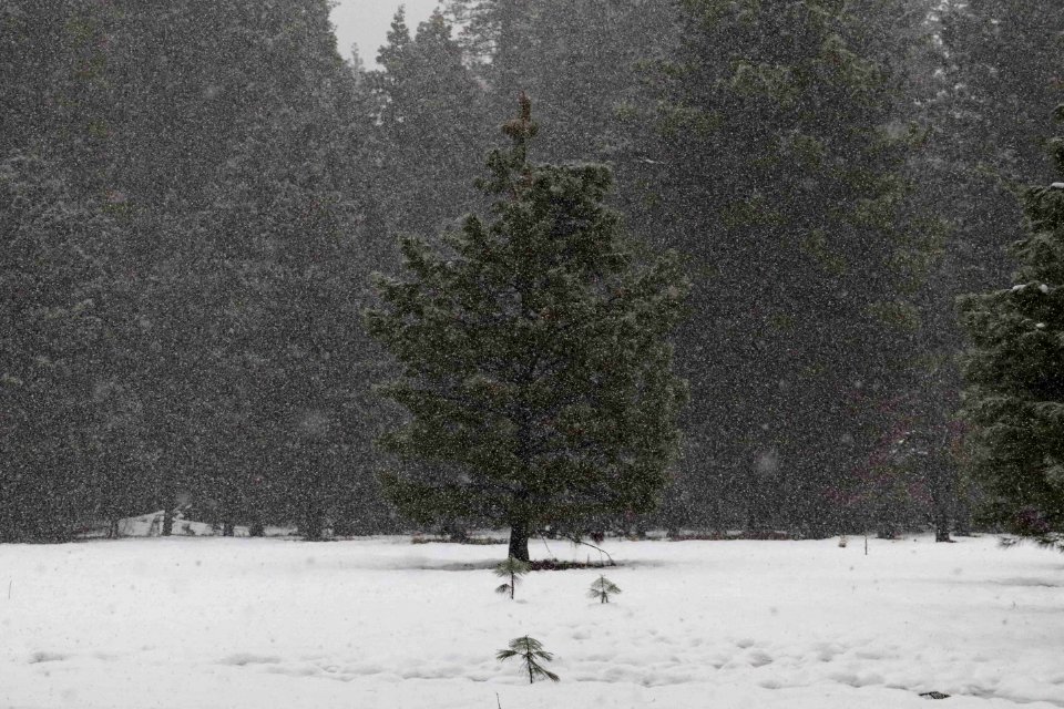 Yosemite national park, United states, Snowing