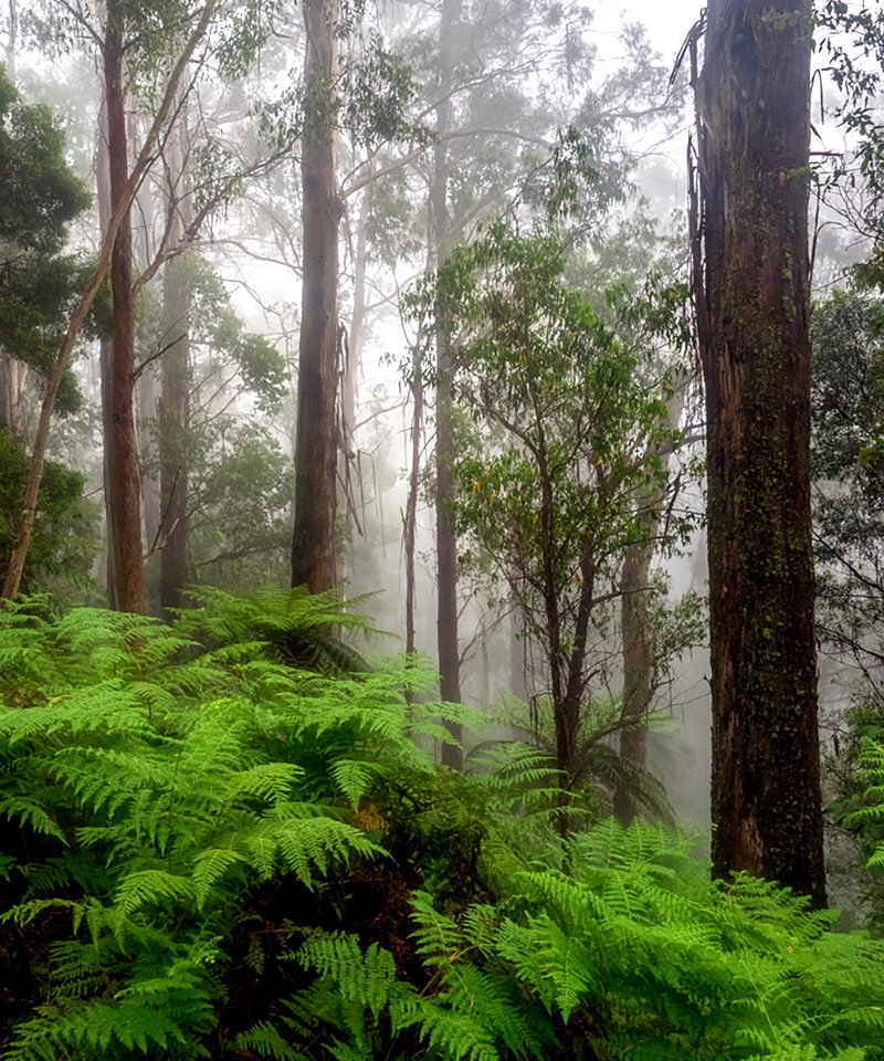 Cooma, Australia, Branch