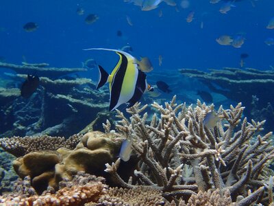 Maldives the indian ocean fish