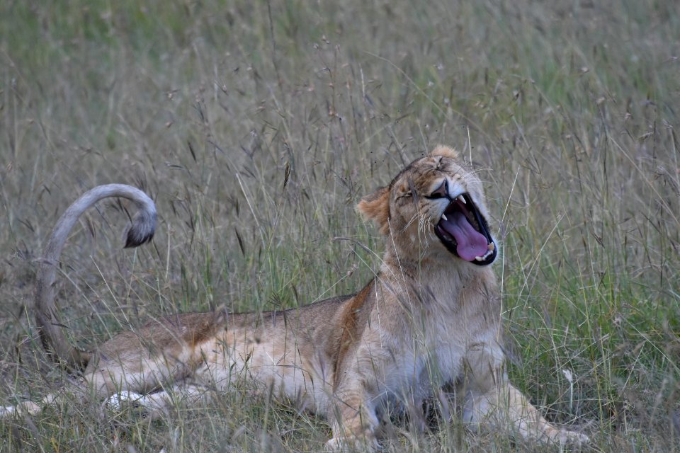 Masai mara game reserve, Kenya, Lions photo