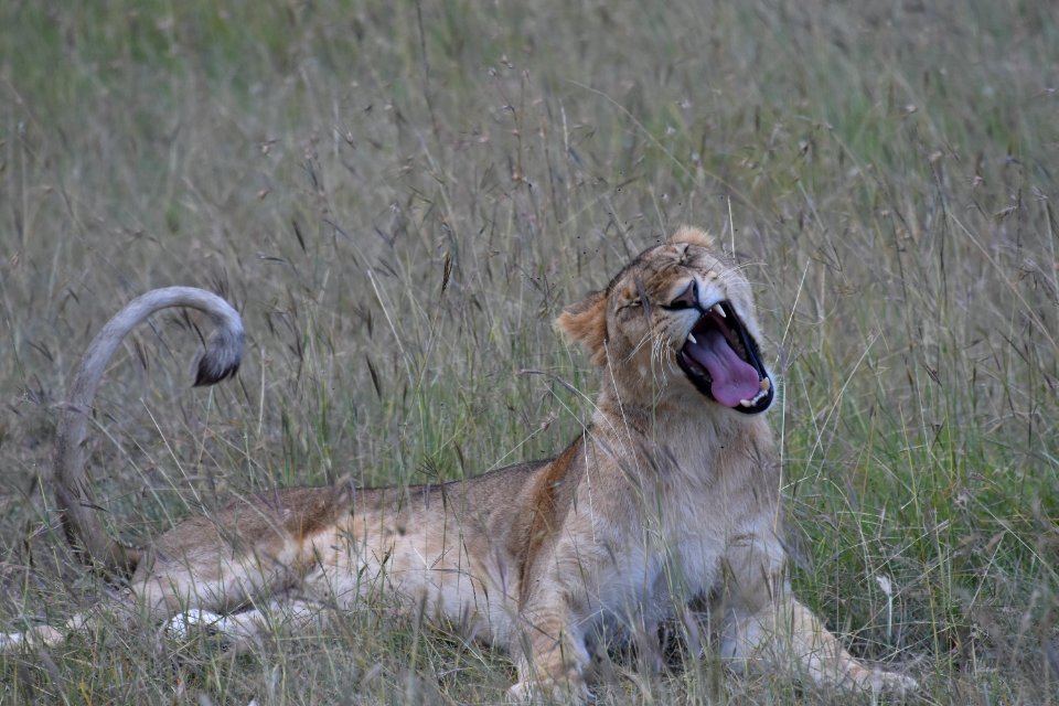 Masai mara game reserve, Kenya, Lions