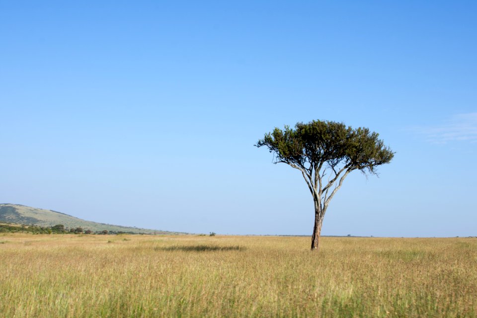 Masai mara migration safaris kenya tanzania, Nairobi city, Kenya