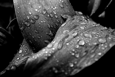 Water, Monochrome, Waterdrops