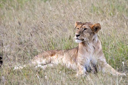 brown lioness lying on green grass photo