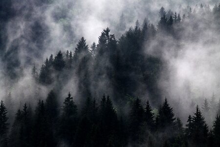 Forest hazy mist