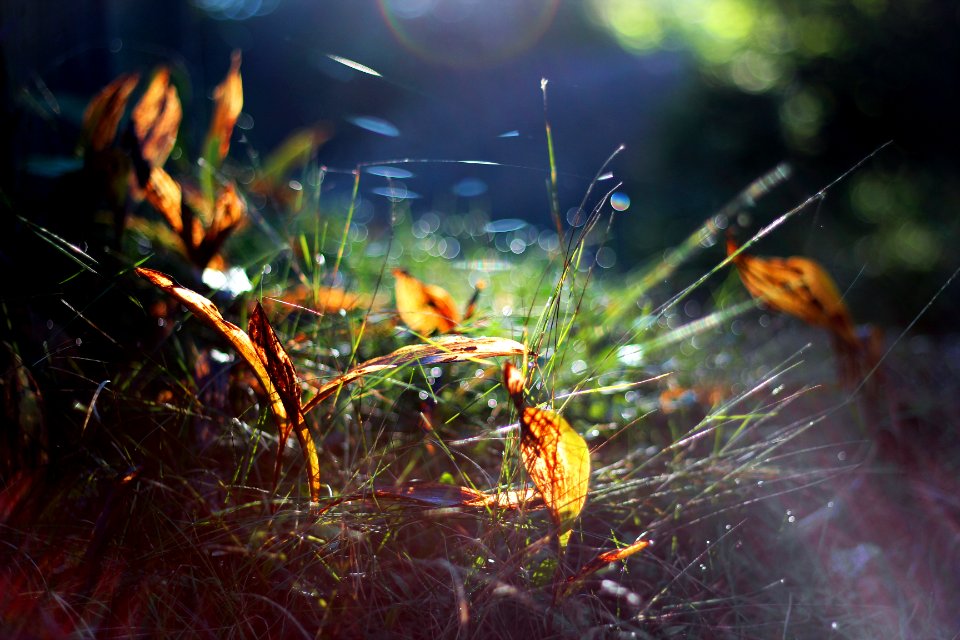 Morning, Autumn, Grass