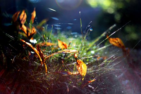 Morning, Autumn, Grass