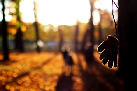 tilt shift lens photography of glove hanging on tree branch photo