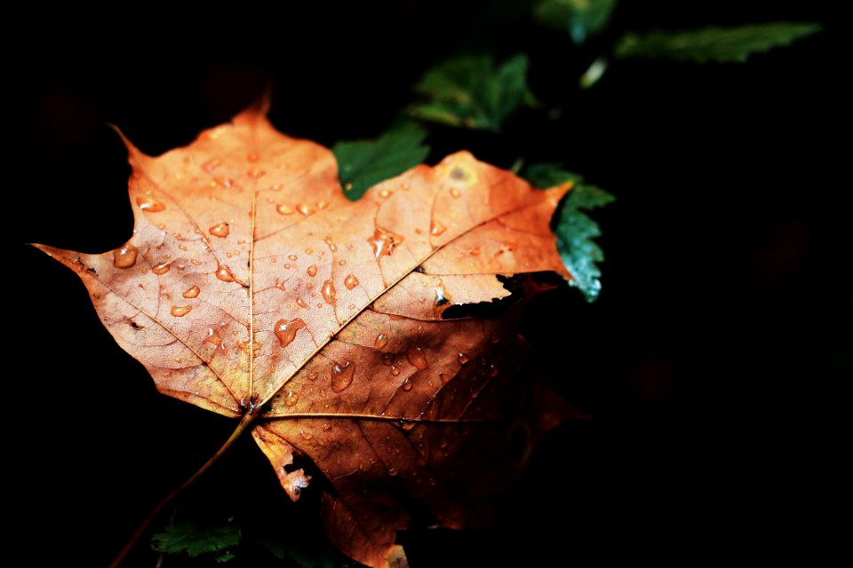 shallow focus photography of dried leaf