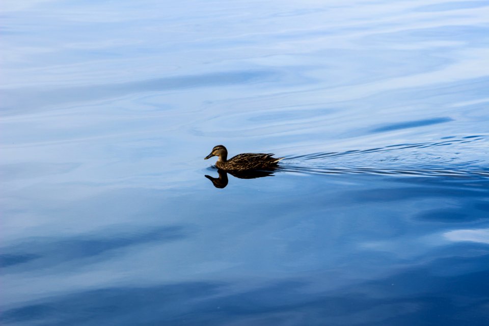Reflection, Water, Photography