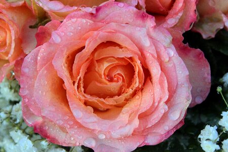 Pink blossom bloom