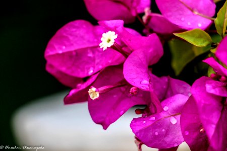 Nature, Violet, Flowers photo