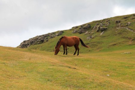 brown horse in middle of green grass field photo