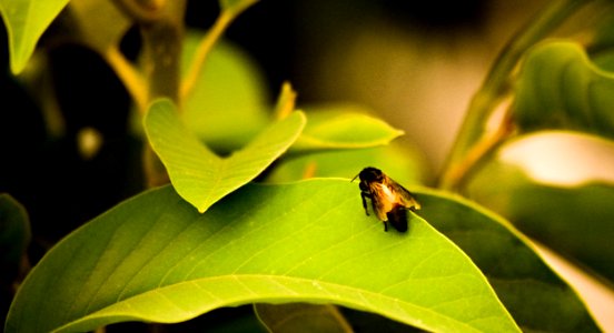 Bengaluru, India, Micro photo