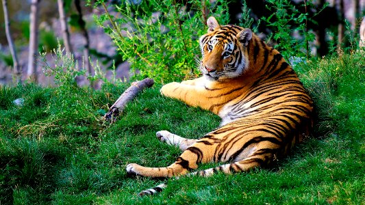 brown and black tiger lying on green grass during daytime photo