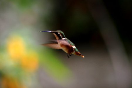 brown and green hummingbird flying macro photography photo