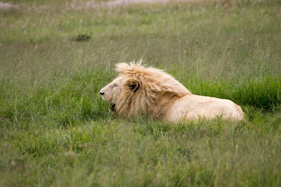 Feline field grass