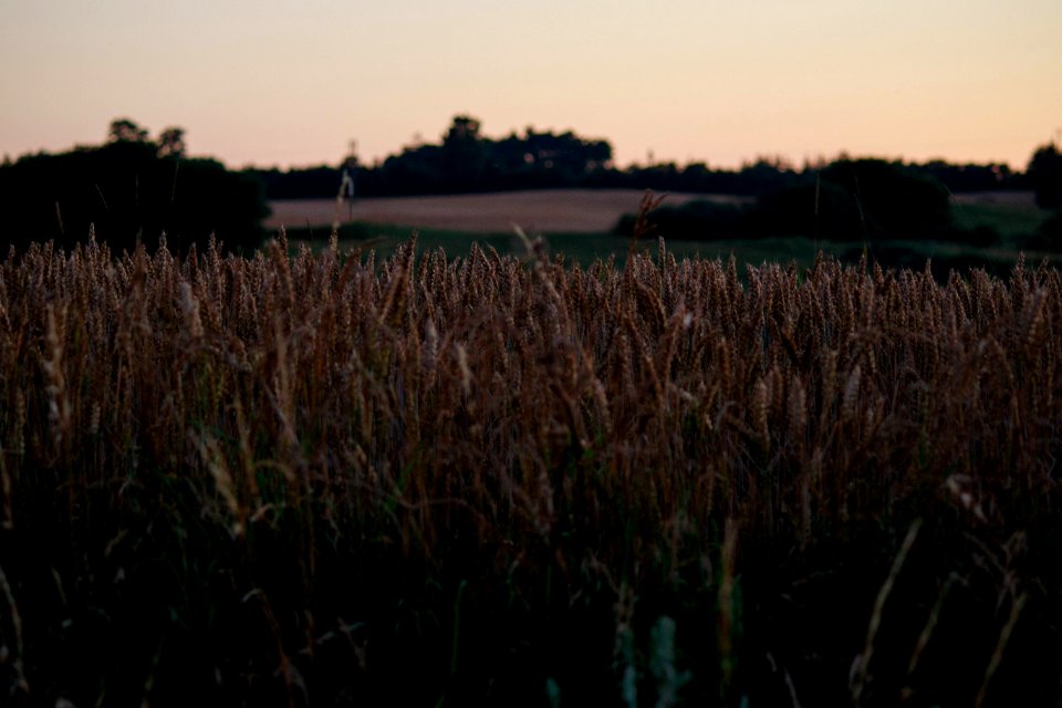 Denmark, Terndrup, Summer