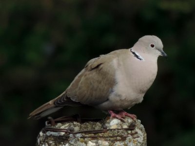 Bardejov, Slovakia, Bird