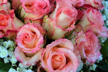 Pink fragrance romantic