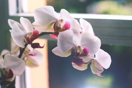 Blur, Flower, Orchis photo