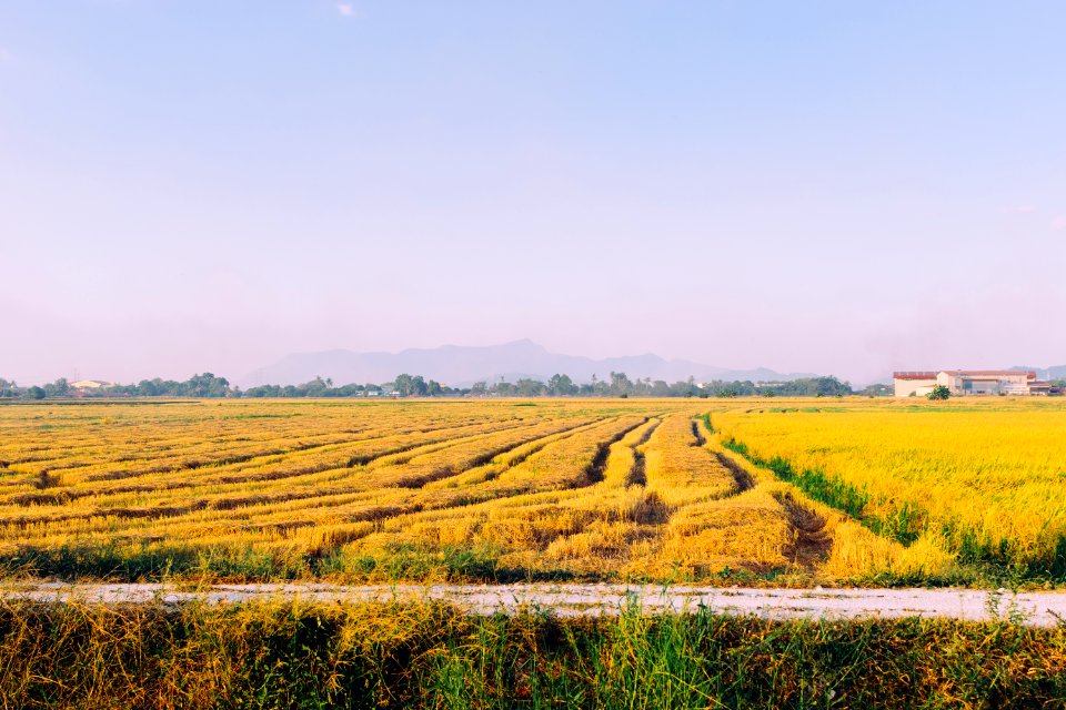 Kedah, Malaysia, Field