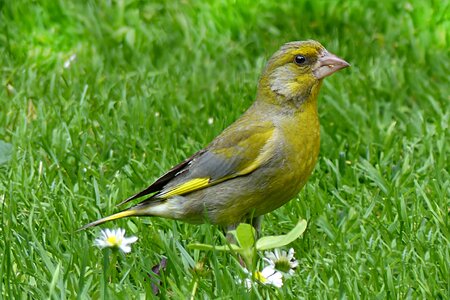 Chloris chloris foraging garden
