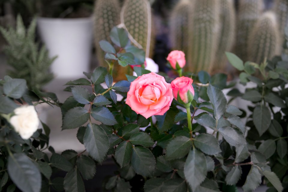 Venice, Italy, Flower