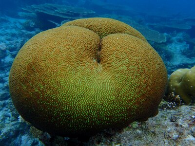 Maldives the indian ocean corals