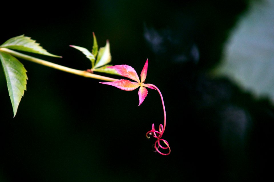 Green, Red, Colors