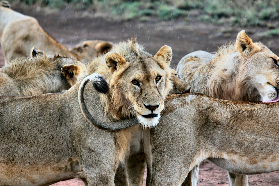 Group lioness lions photo