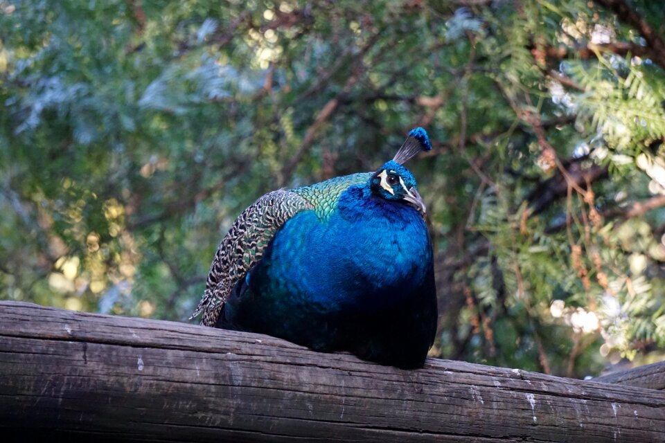 Park bird peafowl