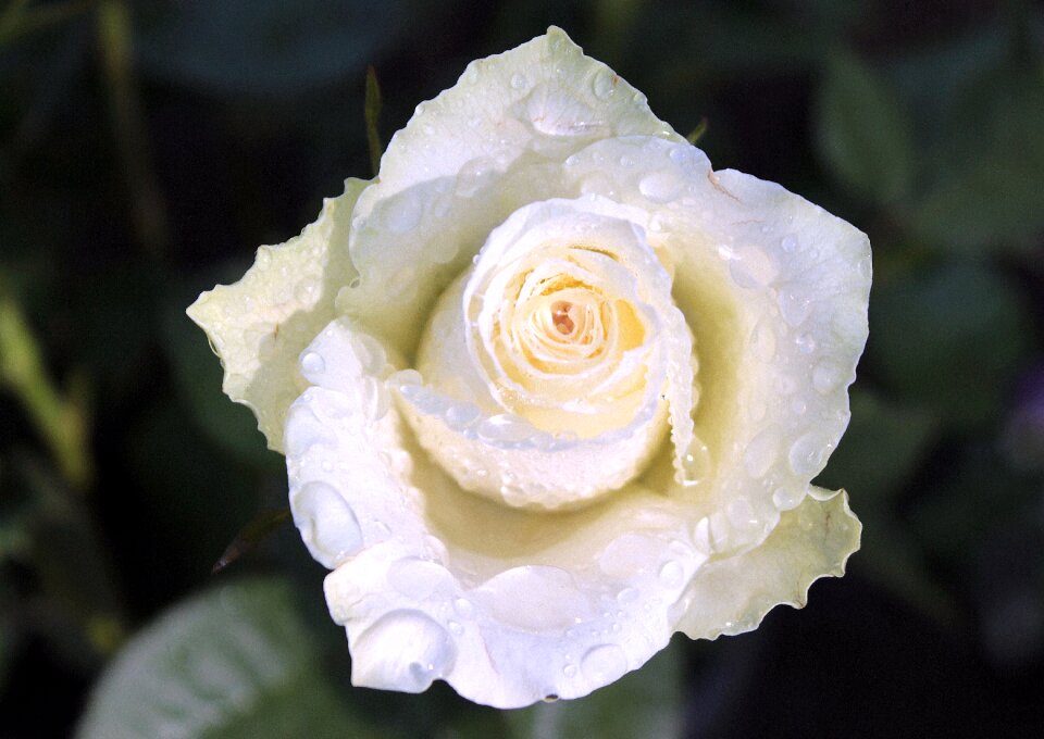 White blossom bloom