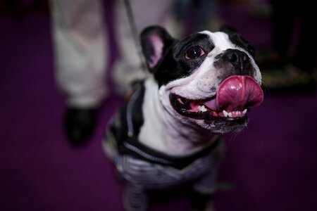 Dog funny smiley face