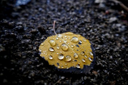 Fall, Dew, Dewdrop