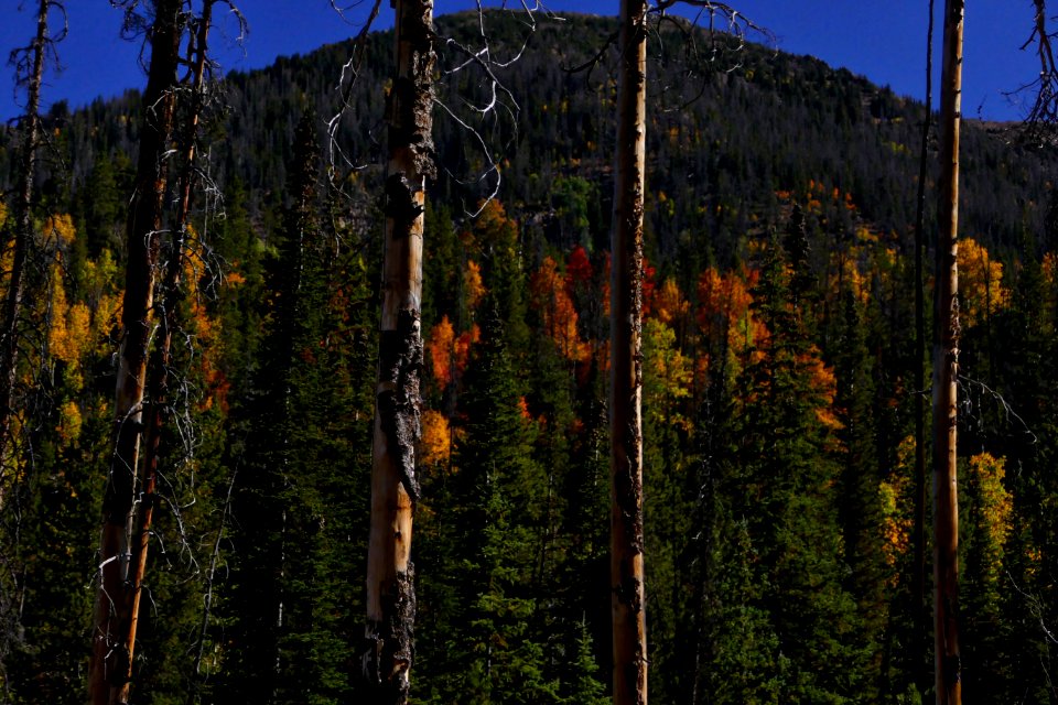 Forest, Colors, Fall