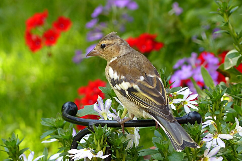 Fringilla coelebs foraging garden